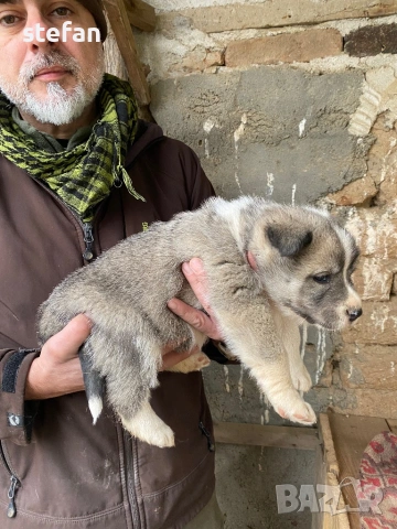 Източносибирски лайки