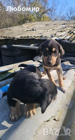 Малки Ротфайлери, снимка 2 - Други животни - 52829186