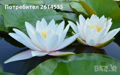 Водна Лилия, снимка 4 - Градински цветя и растения - 28315523
