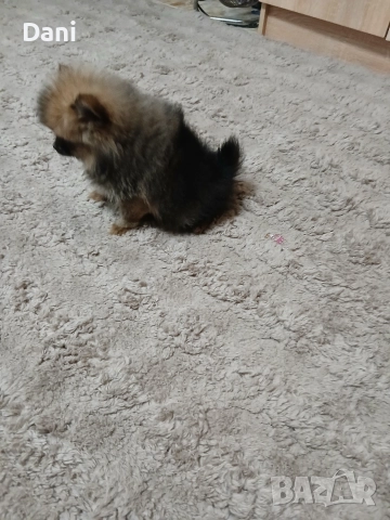 Mini Pomeran, снимка 5 - Померан - 52793701