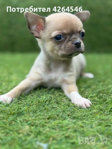 Мини момче , снимка 1