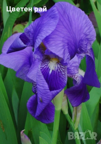 Ризоми на ириси микс цвят на късмет от показаните , снимка 10 - Градински цветя и растения - 51088604