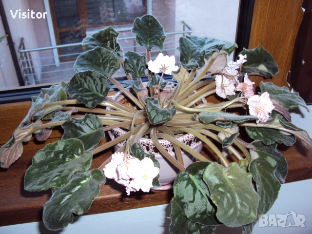 Sony Cybershot DSC-W180   10.1 MPx, снимка 13 - Фотоапарати - 53101155