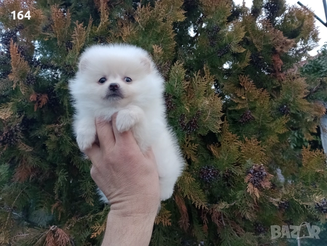 Женски Померан. Реални снимки от 22.12.25 год. , снимка 7 - Померан - 52875180