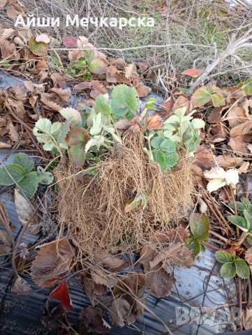 Продавам разсад ягоди сорт Алба., снимка 6 - Разсади - 51310162