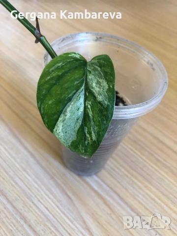 Epipremnum hanoman sp. Bali, снимка 2 - Стайни растения - 52106716