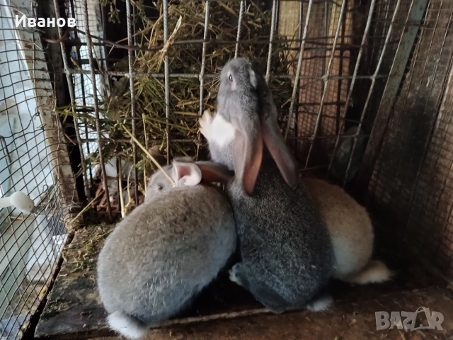 Продавам зайци., снимка 4 - Други - 28102153