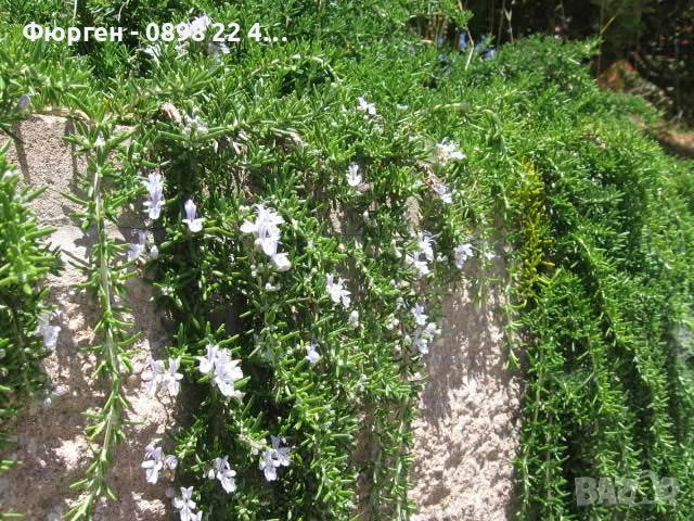 Розмарин Каскаден - Rosmarinus officinalis prostrata, снимка 7 - Разсади - 51360286