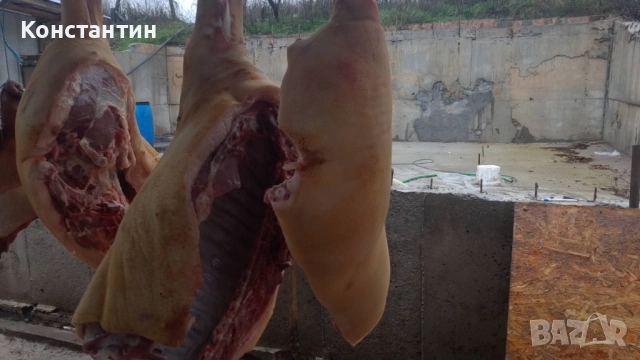 Свинско трупно пърлено на половинки, снимка 5 - Домашни продукти - 52213296