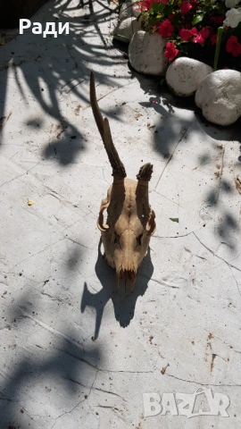 Продавам ловен трофей глава с рогата , снимка 8 - Екипировка - 27573164