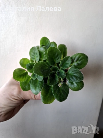 Мини сентполия, Mac's Toreador Trophy