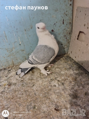 Блонданети, снимка 7 - Гълъби - 52635659