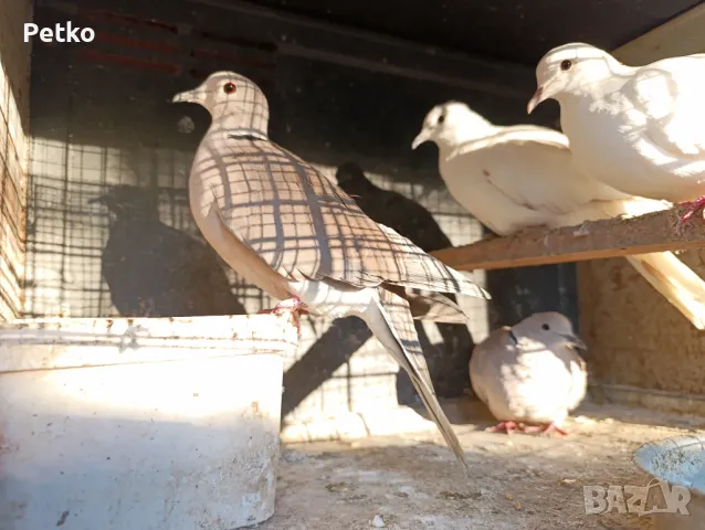 Продавам гълъби от снимките , снимка 9 - Гълъби - 47875262