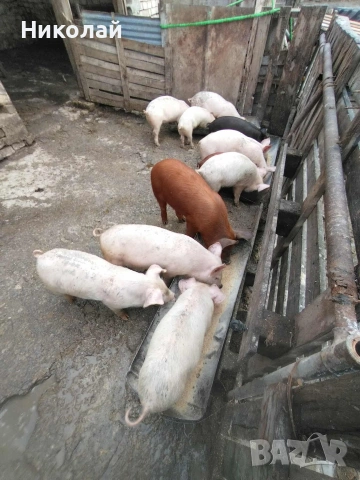 прасенца от 20 до 60 кг , снимка 2 - Прасета - 53304543