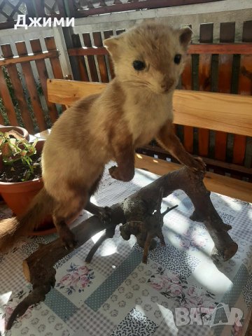 перфектно препарирана белка