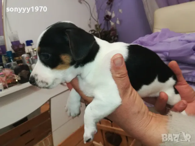 ДЖАК РЪСЕЛ БЕБЕТА-ПРОДАВАМЕ-РОДЕНИ 19/12/24г 2801250614, снимка 6 - Джак ръсел териер - 48857182
