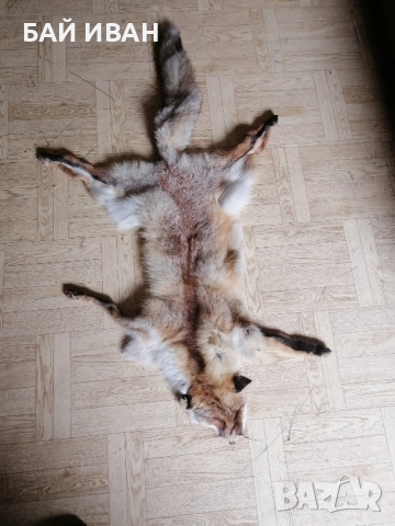 КОЖА ОТ ЛИСИЦА , снимка 2 - Други животни - 52121490