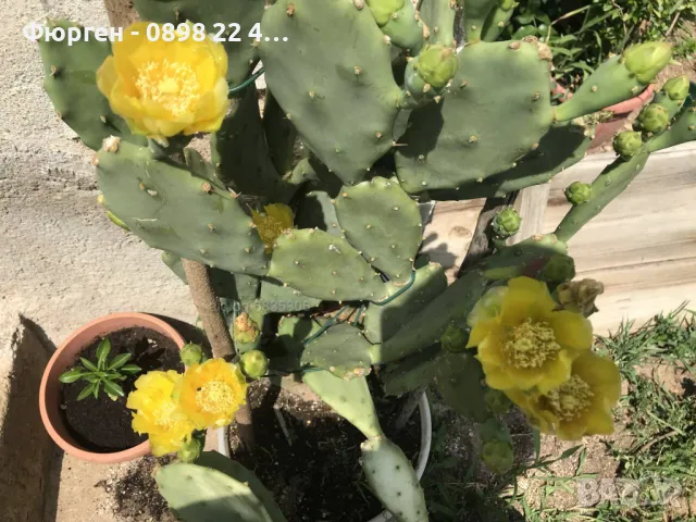 Опунция, кактусова смокиня, снимка 3 - Разсади - 48093171