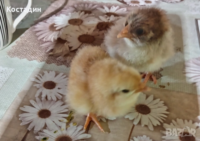 Пиленца катунска червена и сребърна линия , снимка 2 - Кокошки и пуйки - 53363742