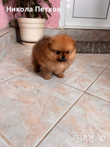 Померан мини, снимка 4 - Померан - 53099602