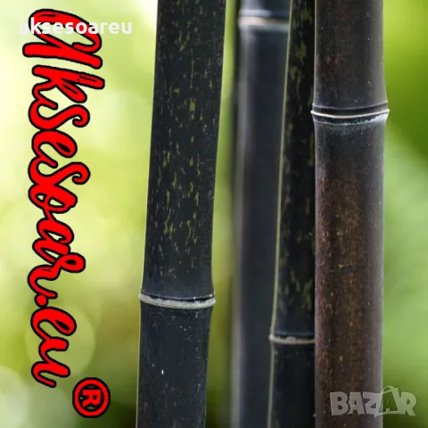 100 бр. ЧЕРНИ бамбукови семена - Phyllostachys nigra - Издръжлив рядък вид вечнозелен черен бамбук, снимка 11 - Сортови семена и луковици - 48993267