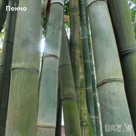 40 броя редки бамбукови семена зелен бамбук Moso-Bamboo Pla мосо бамбо растение декорация украса за , снимка 7 - Сортови семена и луковици - 27687066