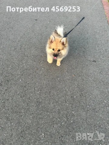 Померан Шпиц, снимка 1