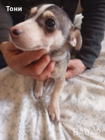 Чихуахуа Женско, снимка 11 - Чихуахуа - 53582398