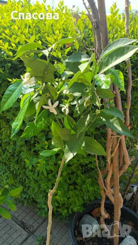 Портокал - дръвче, снимка 1