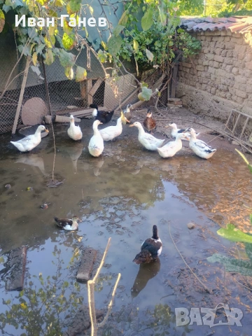 Продавам патици , снимка 4 - други­ - 53399443