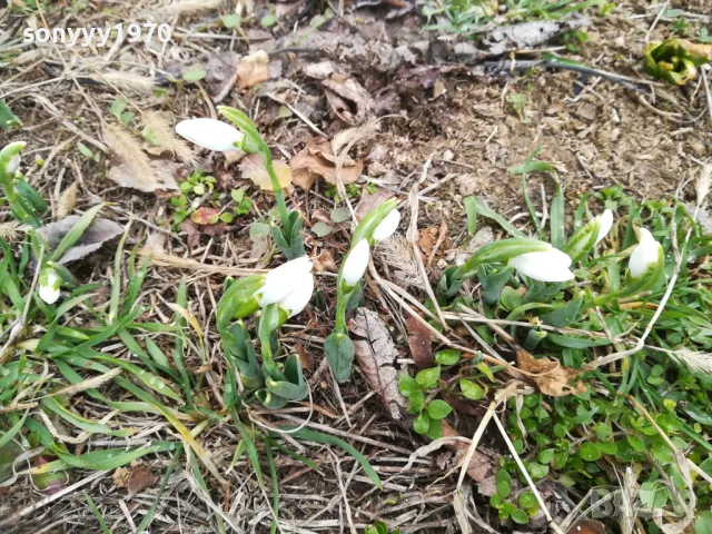 2025г-КОКИЧЕНЦА С ЛУКОВИЦИ В САКСИЯ С ПОЧВА 2701251600 