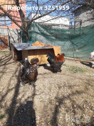 Колумбийска брама ,струмски стандарт, мини кохин,испенч и пилета, снимка 14 - други­ - 36961467