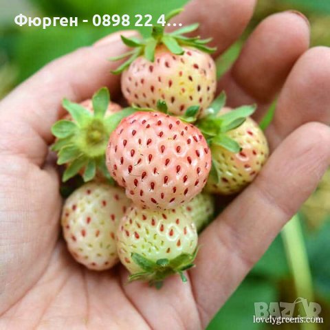 Бяла ягода - ананасова 