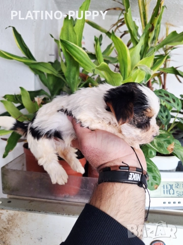 Йорки Бивер, снимка 4 - Йоркширски териер - 52834176