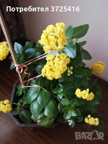 Цвете каланхое, снимка 3 - Стайни растения - 53538502