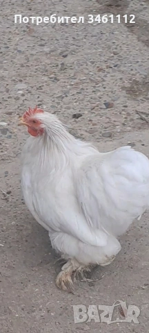 продавам петлета мини кохин 10 бройки може и ярки!, снимка 8 - други­ - 53065889