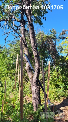 Черешово дърво за материал, снимка 4 - Дърводелски услуги - 51937942
