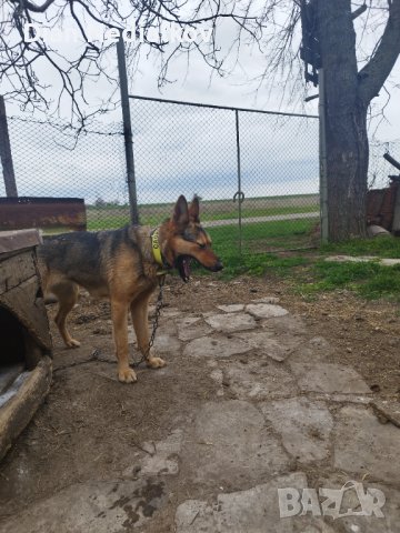 Източно европейска овчарка , снимка 6 - Немска овчарка - 40361877