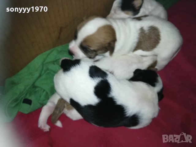 ПРОДАВАМ jack russell terrier 2305210838, снимка 3 - Джак ръсел териер - 32265047
