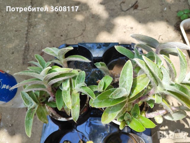 Мъхеста традесканция