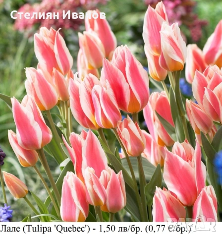 СОРТОВИ ЛАЛЕТА – ЛУКОВИЦИ , снимка 18 - Сортови семена и луковици - 52372815