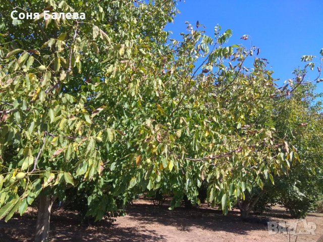 Орехова градина - 20 дка, снимка 15 - Земеделска земя - 26262761