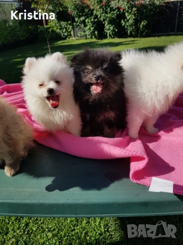 Померан померанчета свободни!, снимка 7 - Померан - 51318835
