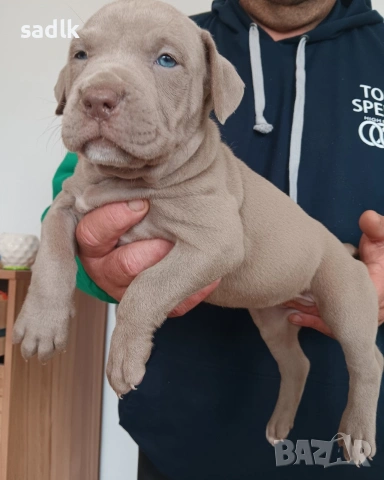 питбул блу нос мъжки и женски, снимка 6 - Питбул - 51319756