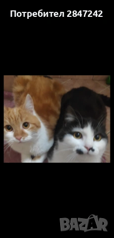 Домошарчета