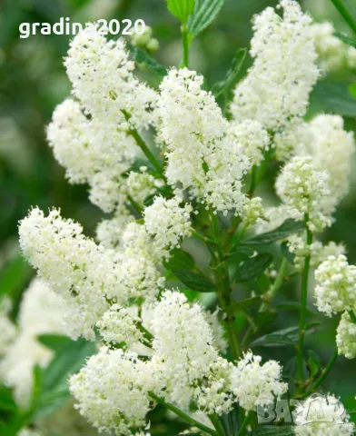 Цеанотусът (Ceanothus) или калифорнийският люляк Налични 3 вида, снимка 5 - Разсади - 49943995