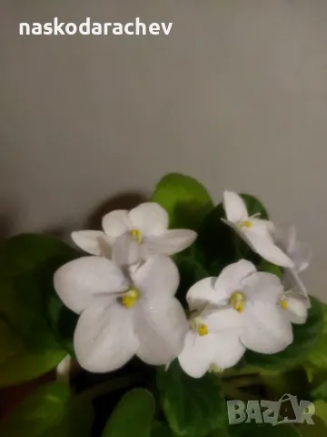 Теменужка, теменужки, сенполия снежно бяла, бял цвят, снимка 3 - Стайни растения - 48424077