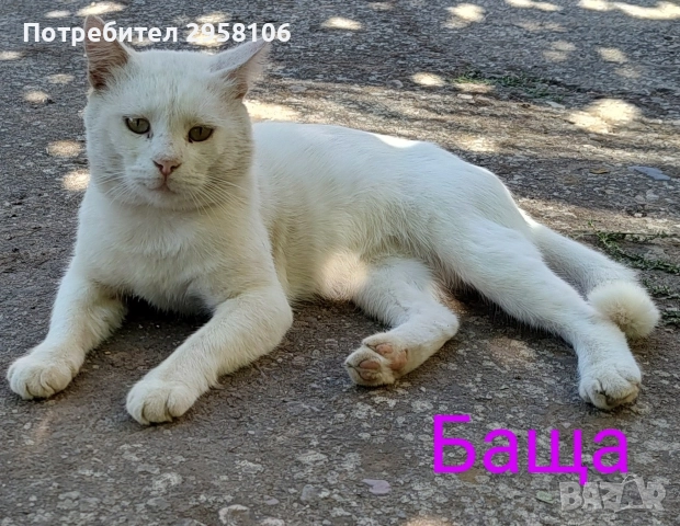 коте, бяло, сини очи, 5 мес., снимка 17 - Британска късокосместа - 52889766