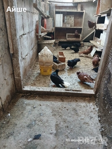 Паламарски гълъби, снимка 5 - Гълъби - 53065726