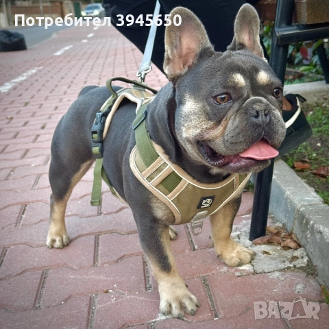 Френски булдог за разплод , снимка 3 - Френски булдог - 51905922